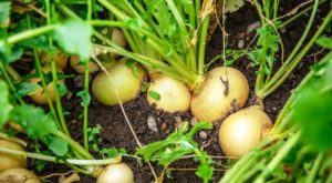 Как вырастить базилик из семян: правила посадки в открытый грунт