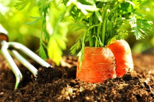 Когда и как сажать морковь весной 2019 года семенами в открытый грунт: коррективы огородных работ в зависимости от регионов и климата