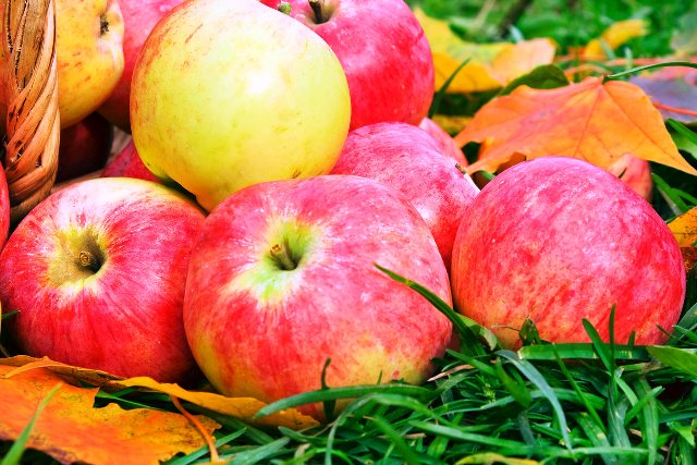 Когда снимать яблоки для хранения на зиму: сроки, когда собирать, какхранить
