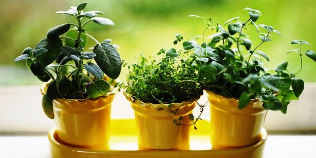 Как выращивать зелень: кинзу, укроп и петрушку дома на подоконнике зимой или круглый год