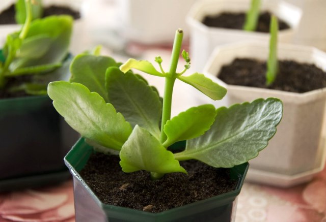 Как выращивать каланхоэ в домашних условиях?