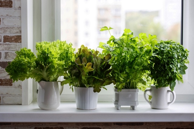 Как выращивать зелень на подоконнике круглый год