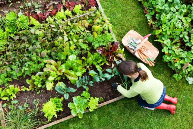 Что посадить на огороде: когда и как сажать, список овощей и ягод