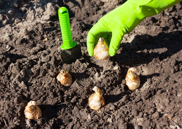 Семена тюльпанов 15 фото как выглядят семена и как их правильно сажать Когда сеять семена тюльпанов на рассаду