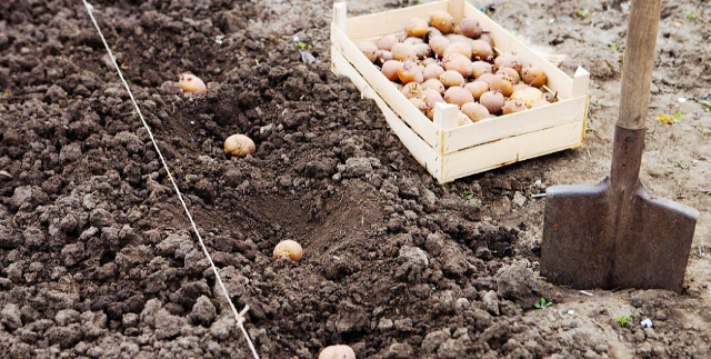 Благоприятные дни для посадки картофеля в мае 2020 года
