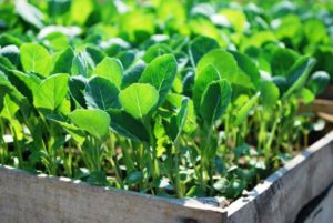 Как вырастить базилик из семян: правила посадки в открытый грунт
