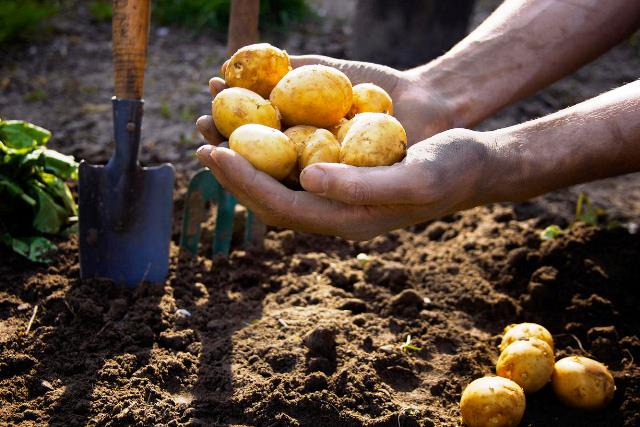Благоприятные дни для посадки картофеля