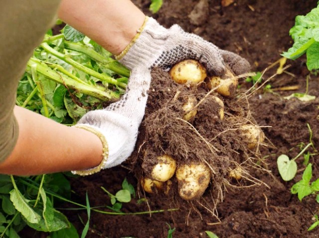 Благоприятные дни для посадки картофеля