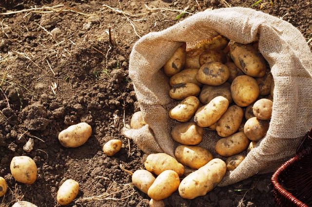 До какого числа можно сажать картошку