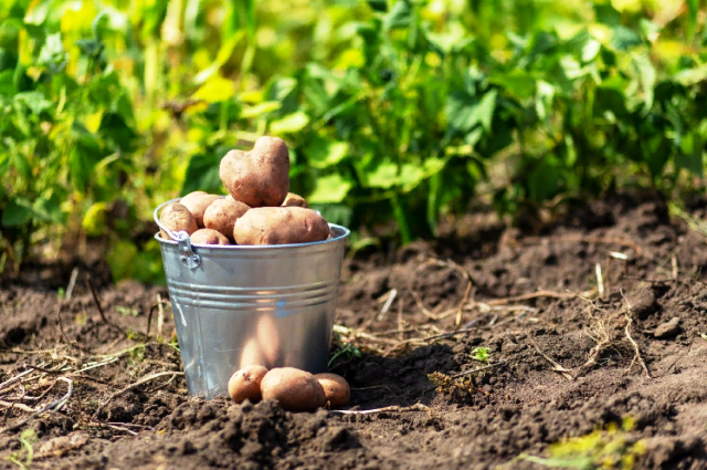 Народные приметы при посадке картошки