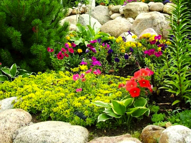 Растения для альпийской горки: хвойные, многолетние и цветущие
