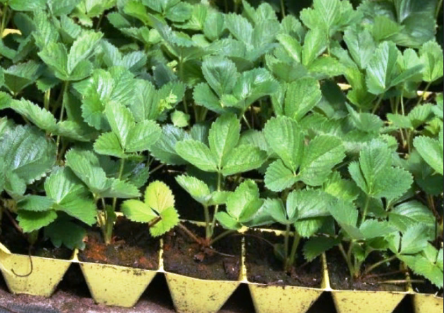 Как вырастить клубнику из семян в домашних условиях на рассаду своими руками