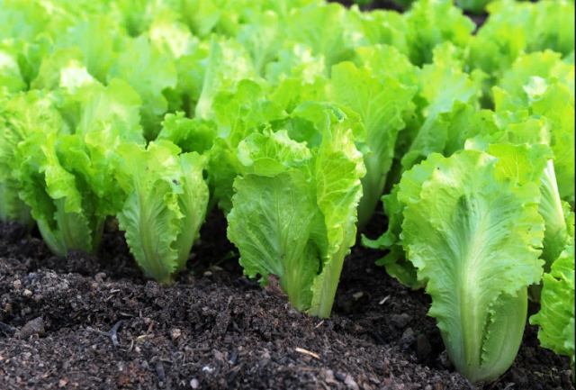 Как вырастить салат московский парниковый