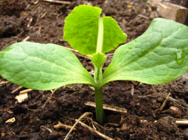 Как правильно выращивать тыкву в открытом грунте?