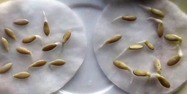 Как правильно сажать огурцы семенами в открытый