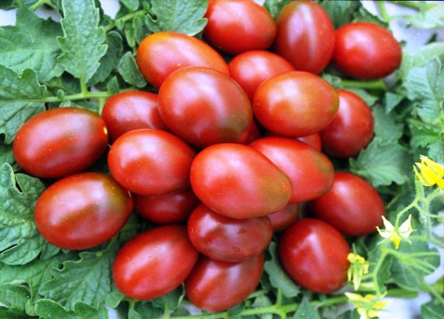 15 лучших сортов помидор для теплиц - Рейтинг 2020