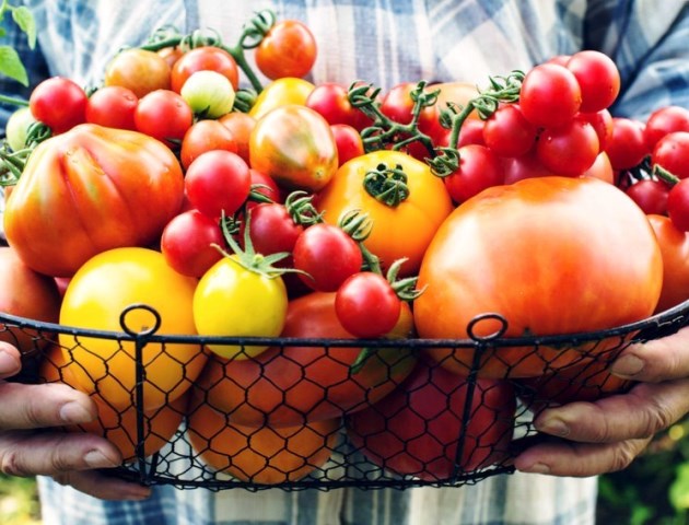 Лучшие новые сорта томатов: посадка и уход