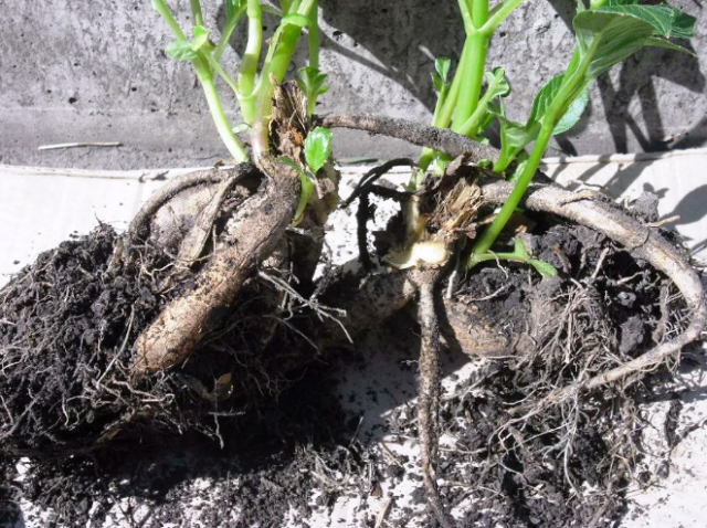 Георгины из семян 23 фото когда нужно сеять однолетние георгины на рассаду Подробная инструкция по выращиванию
