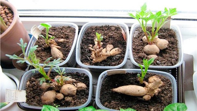Георгины из семян 23 фото когда нужно сеять однолетние георгины на рассаду Подробная инструкция по выращиванию
