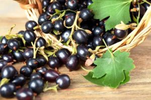 Обрезка винограда осенью для начинающих в картинках и видео