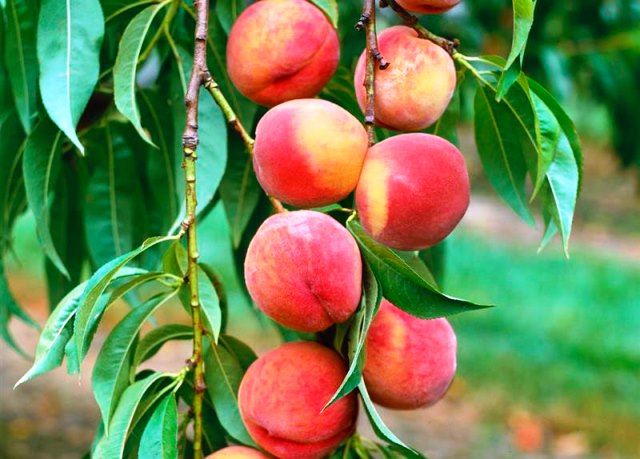 Как ухаживать за персиками от вредителей и болезней