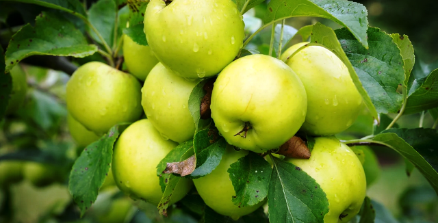 Уход за яблоней весной от болезней