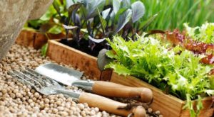 Выращивания имбиря в домашних условиях: посадка и уход