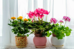 Как правильно расставить цветы в доме? Лучшие и худшие места для комнатных растений