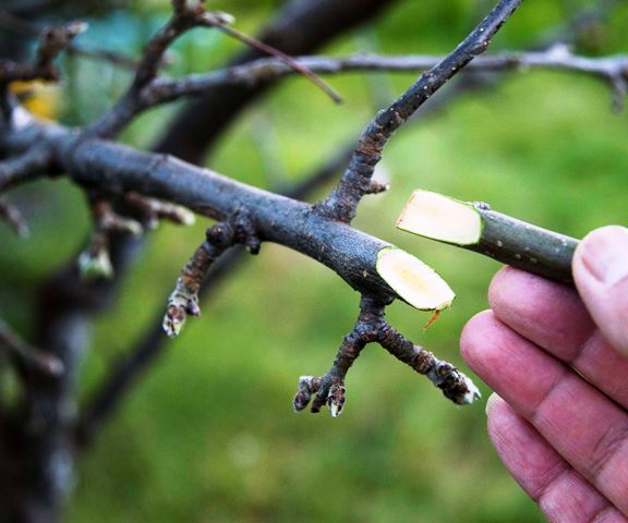 Сроки прививки плодовых деревьев на урале thumbnail