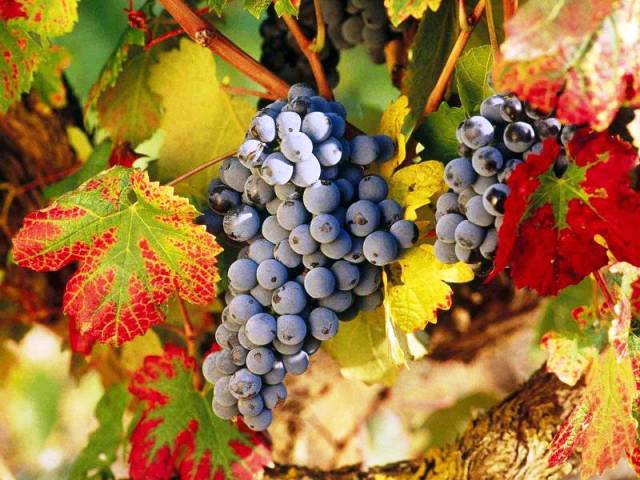 Уход за виноградом осенью: посадка, обрезка, обработка, удобрение, укрытие,подготовка к зиме