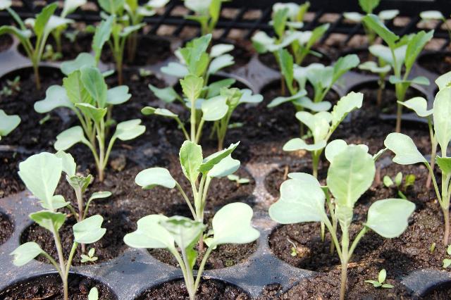 Как вырастить рассаду капусты в домашних условиях, как ухаживать за растением в этот период