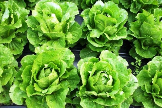 Лучшие сорта салатов для теплиц и открытого грунта на 2021 год: новые, вкусные