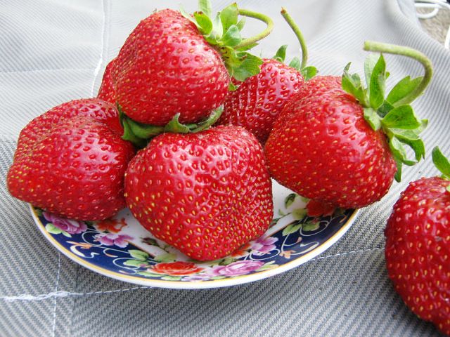 Как выбрать сорта овощей ягод