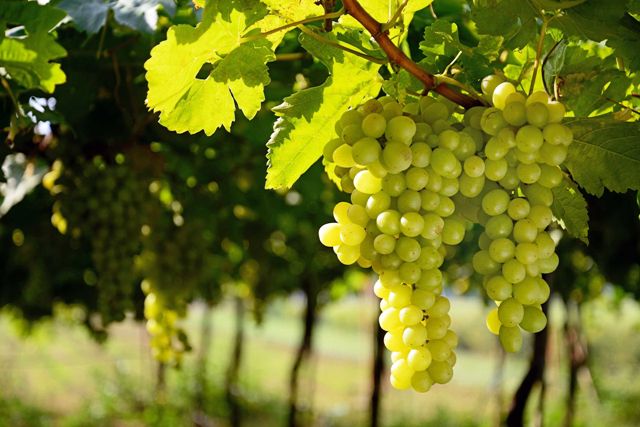 Обработка винограда весной от болезней и вредителей: чем обрабатывать,средства