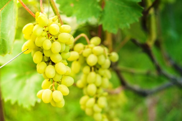 Благоприятные дни для посадки винограда в 2022 году: когда сажать, сроки