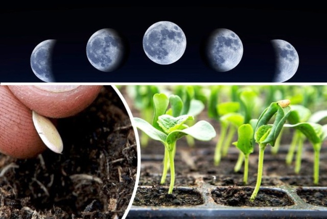 Месячная таблица. Благоприятные и неблагоприятные лунные дни для посева, посадки, пересадки, подкормки и полива цветов в 2022-2023 годах по лунному календарю цветовода