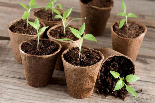 Посев перца на рассаду в феврале 2022 года: сроки, выращивание и уход