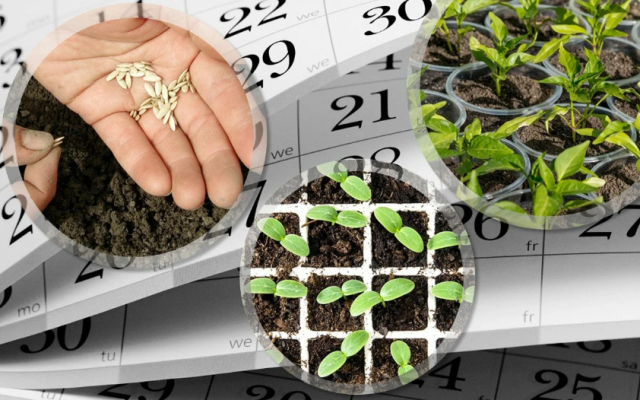 Месячная таблица. Благоприятные и неблагоприятные лунные дни для посева, посадки, пересадки, подкормки и полива цветов в 2022-2023 годах по лунному календарю цветовода