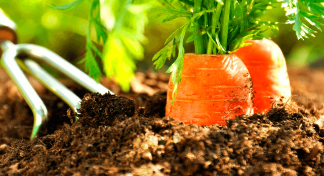 Посадка моркови в 2022 году: когда сеять, сроки, благоприятные дни