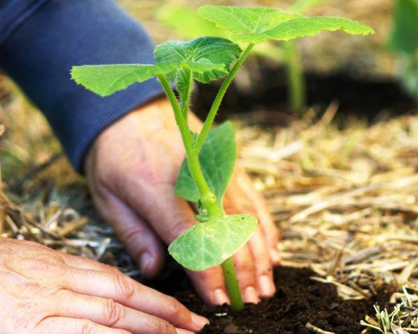 Посадка тыквы в 2022 году: когда сажать, благоприятные дни, выращивание и уход