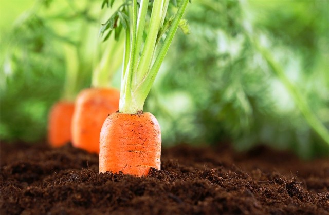 Когда сеять морковь в открытый грунт в 2022 году: сроки, благоприятные дни