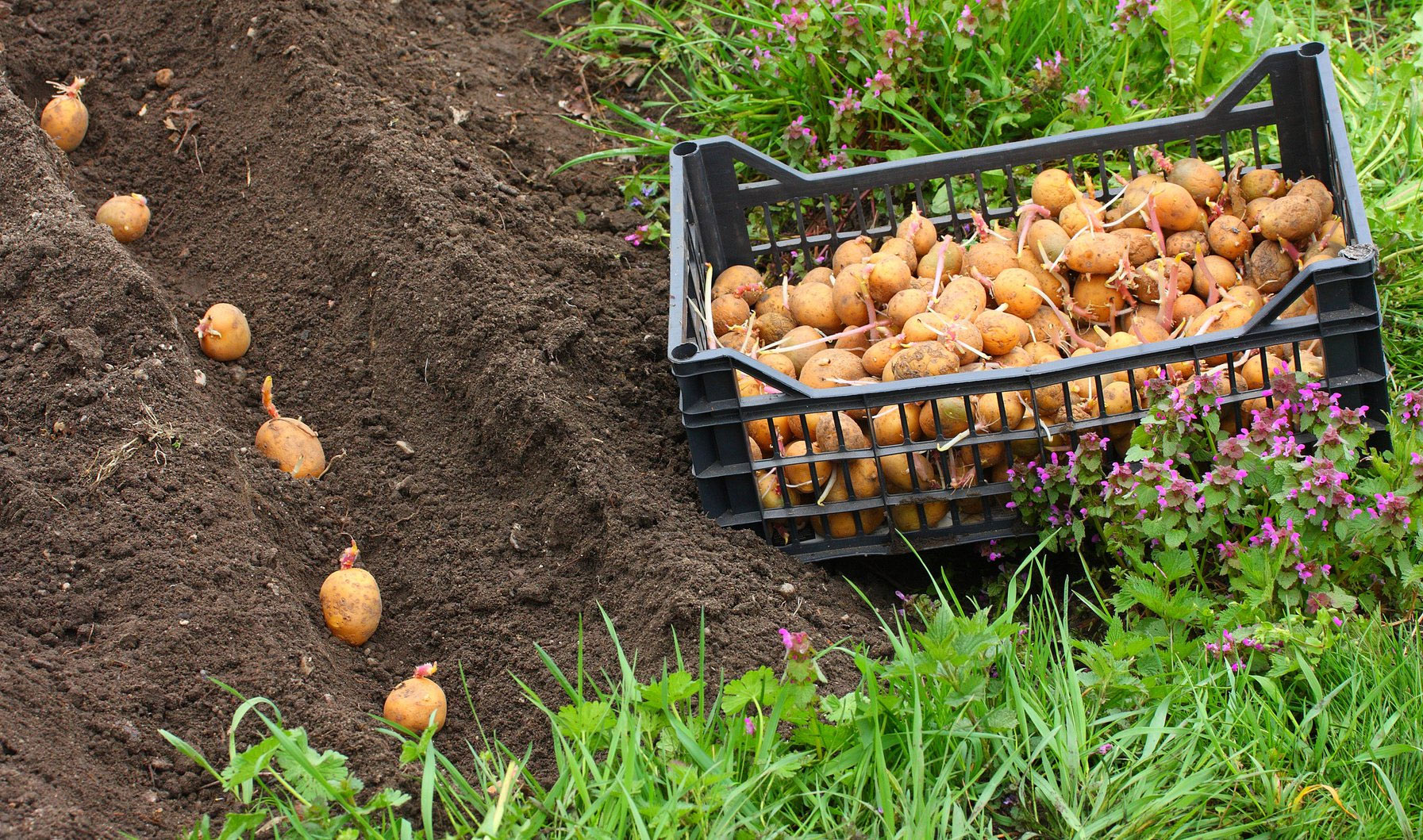 Когда садить картошку в России: сорта, даты