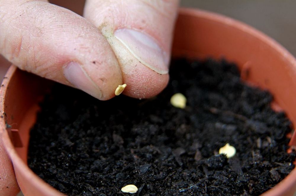 Пальцы, семена на земле в горшке