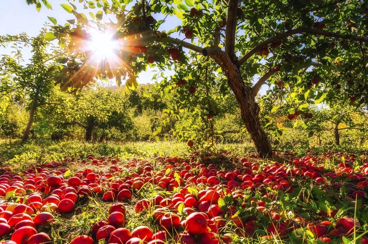 10 лучших плодовых деревьев для выращивания в саду
