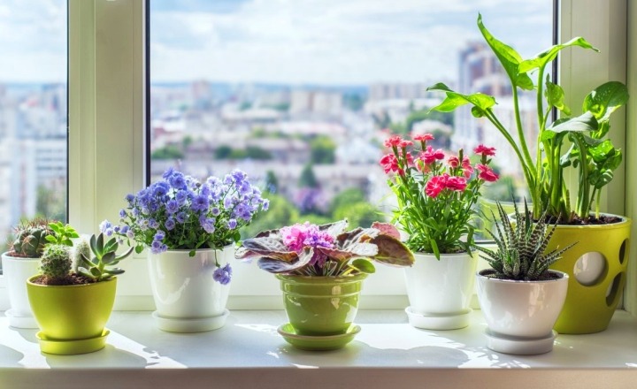 Советы по выращиванию комнатных цветов