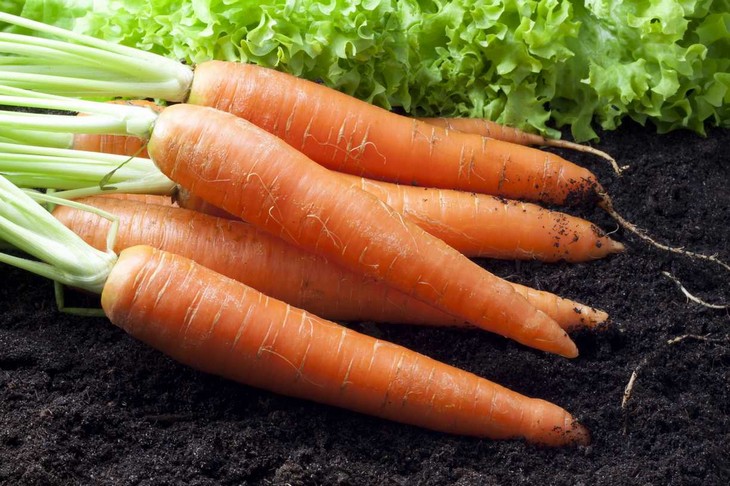 Посадка моркови весной 2024 года в открытый грунт по лунному календарю