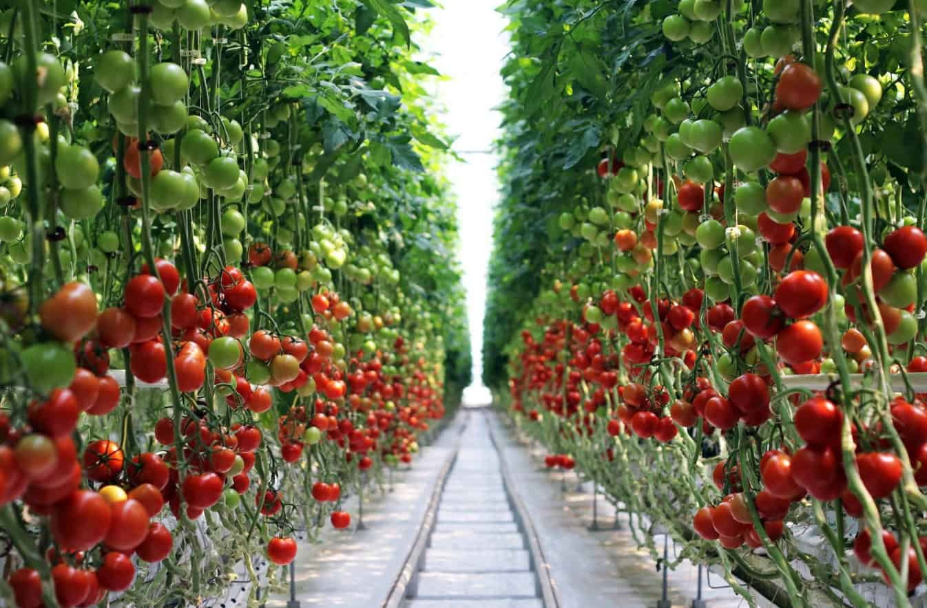 Посадка помидор на рассаду и в теплицу в 2025 году